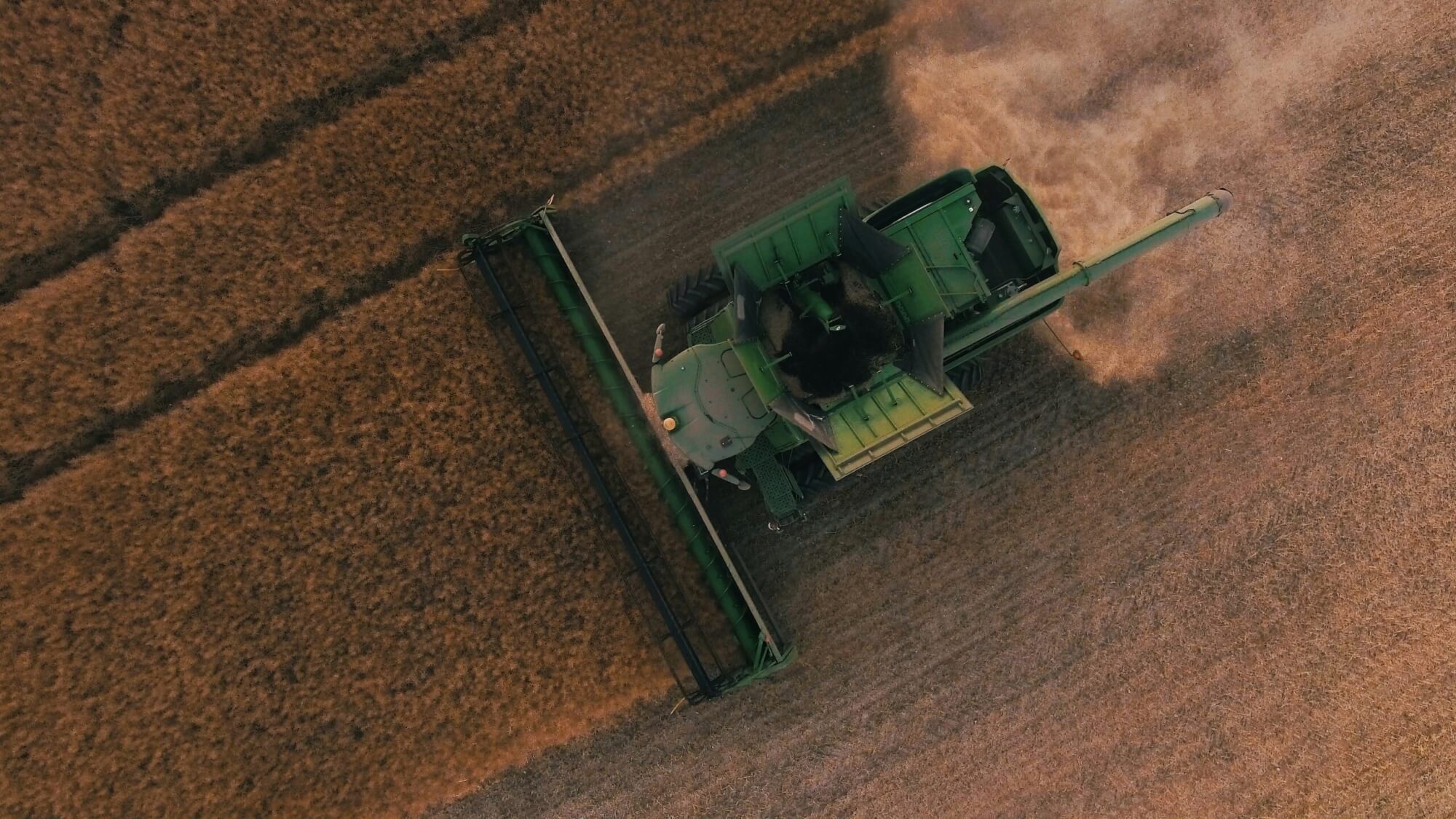 An overhead shot of an agriculture combine tractor plowing a large field of hay.